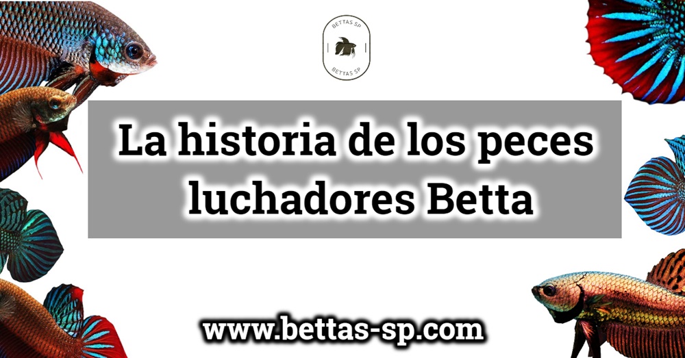 La historia de los peces luchadores Betta